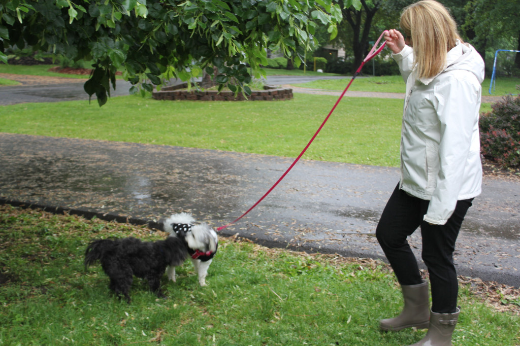 Julie and dogs