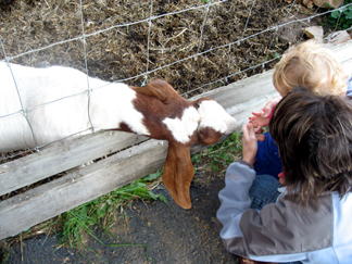 goat feeding2