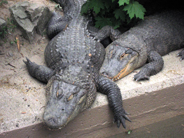 zoo alligators