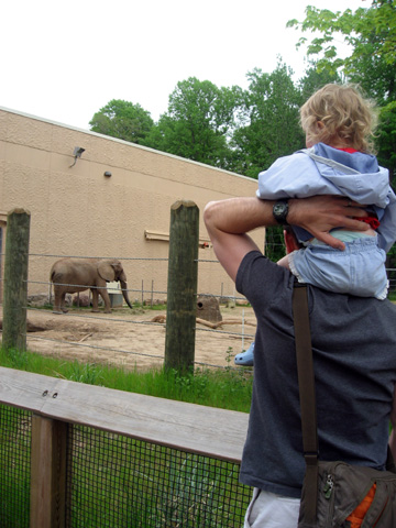 zoo elephants