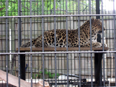 zoo leopard