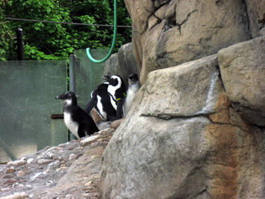 zoo penguins