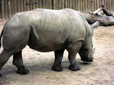 zoo rhino