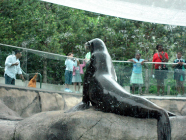 zoo sea lion