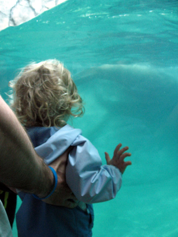 zoo sea lion3